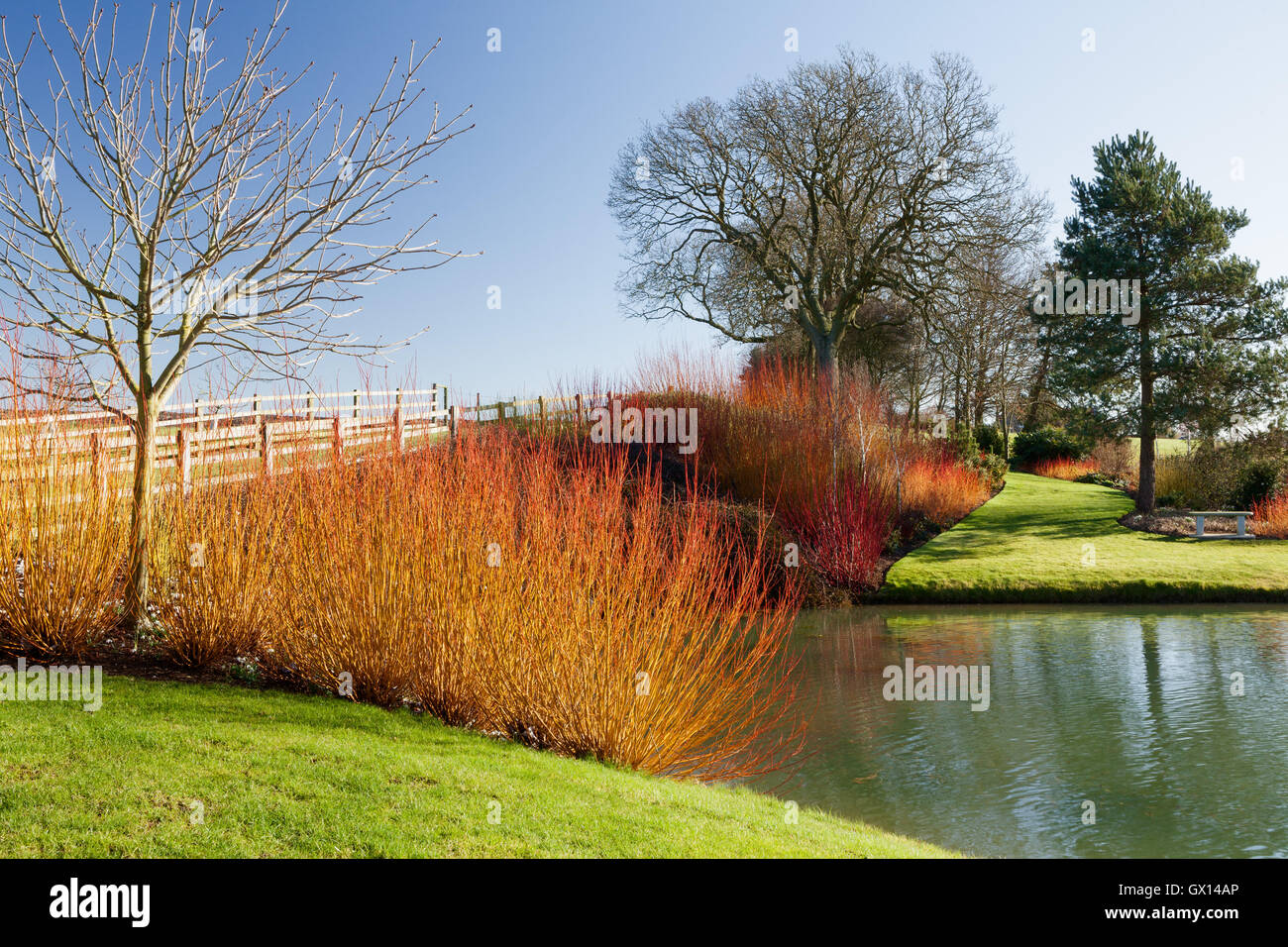 Teich und Wintergarten. Brightwater Gärten, Saxby, Lincolnshire, UK. Winter, Februar 2016. Stockfoto