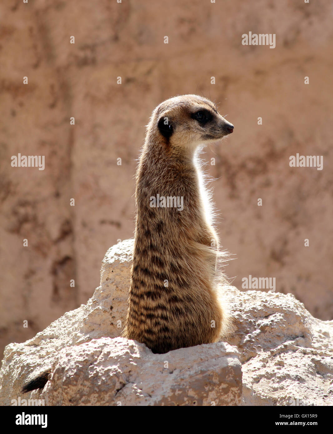 Erdmännchen auf Felsen steht und beobachten Stockfoto