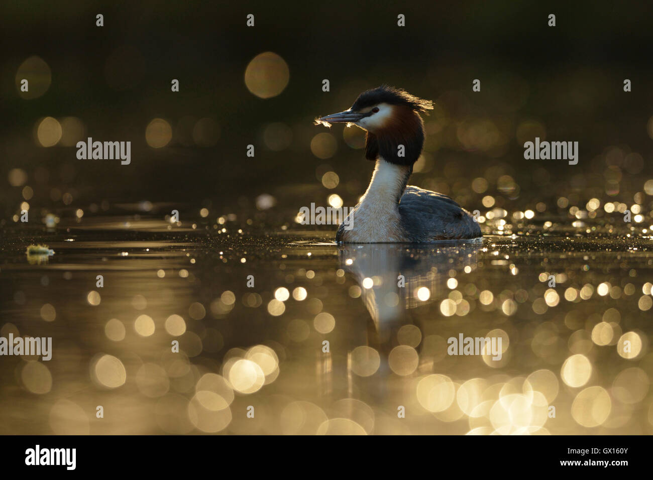 Haubentaucher (Podiceps cristatus) in goldener Beleuchtung, mit einem kleinen Schnabel, schöne Reflexionen, Tierwelt, Europa. Stockfoto