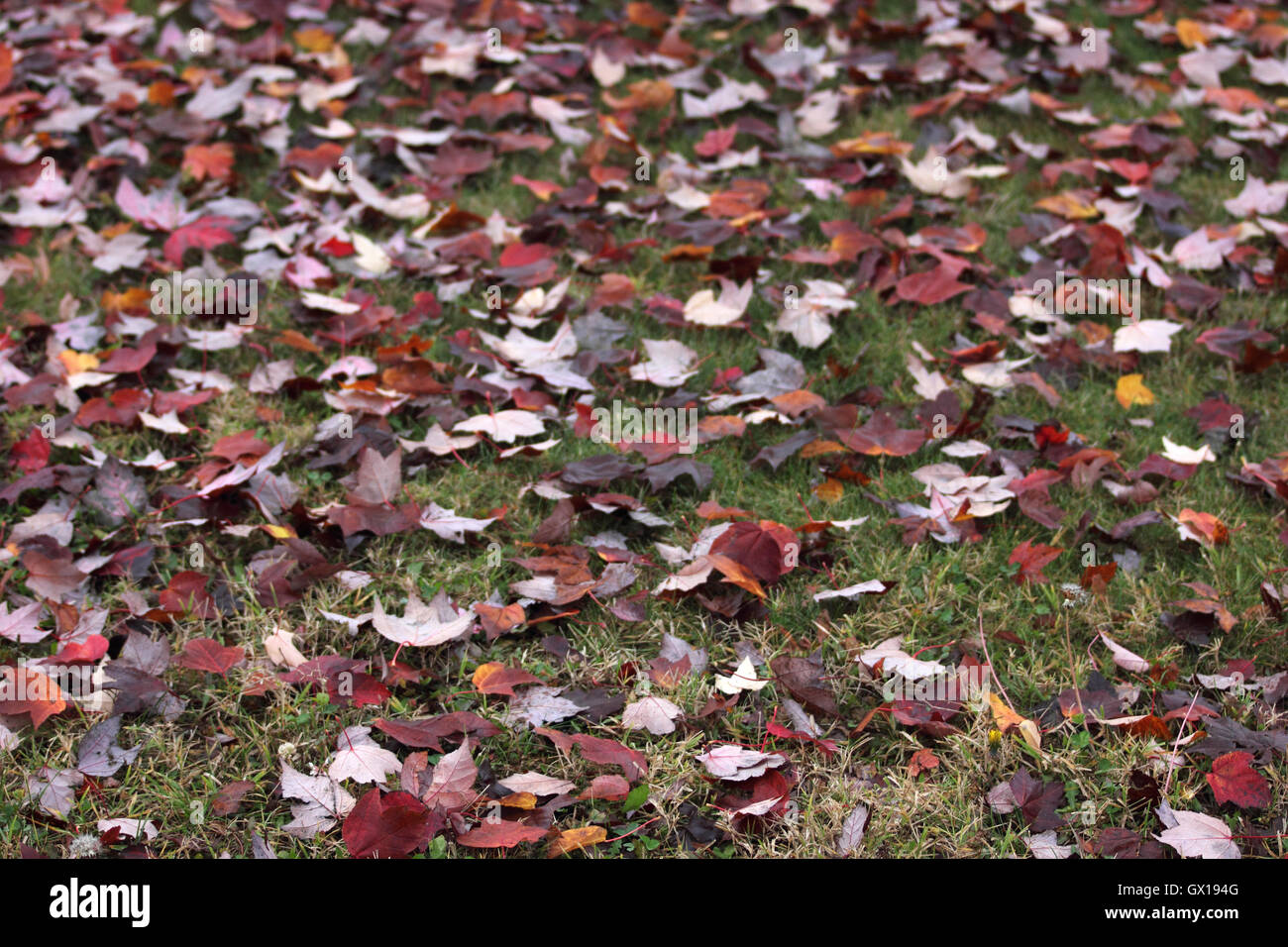 Rot, gelb, orange, braun gefärbte Blätter auf Gras, Herbst Stockfoto