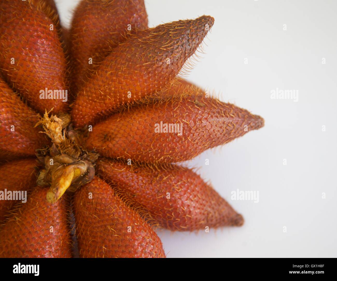 Nahaufnahme von Salak Frucht, Thailand Stockfoto
