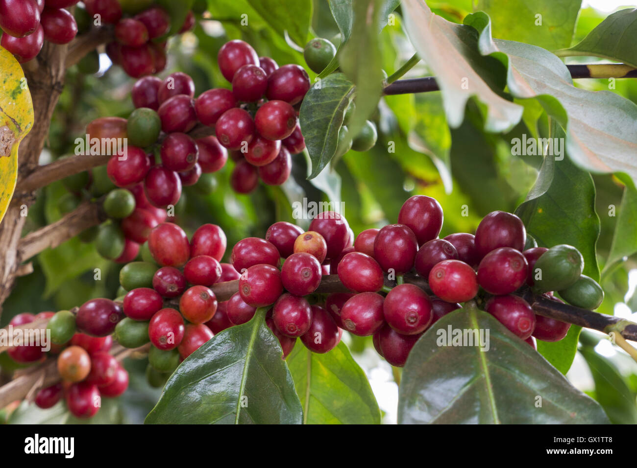 Kaffeekirschen Stockfoto