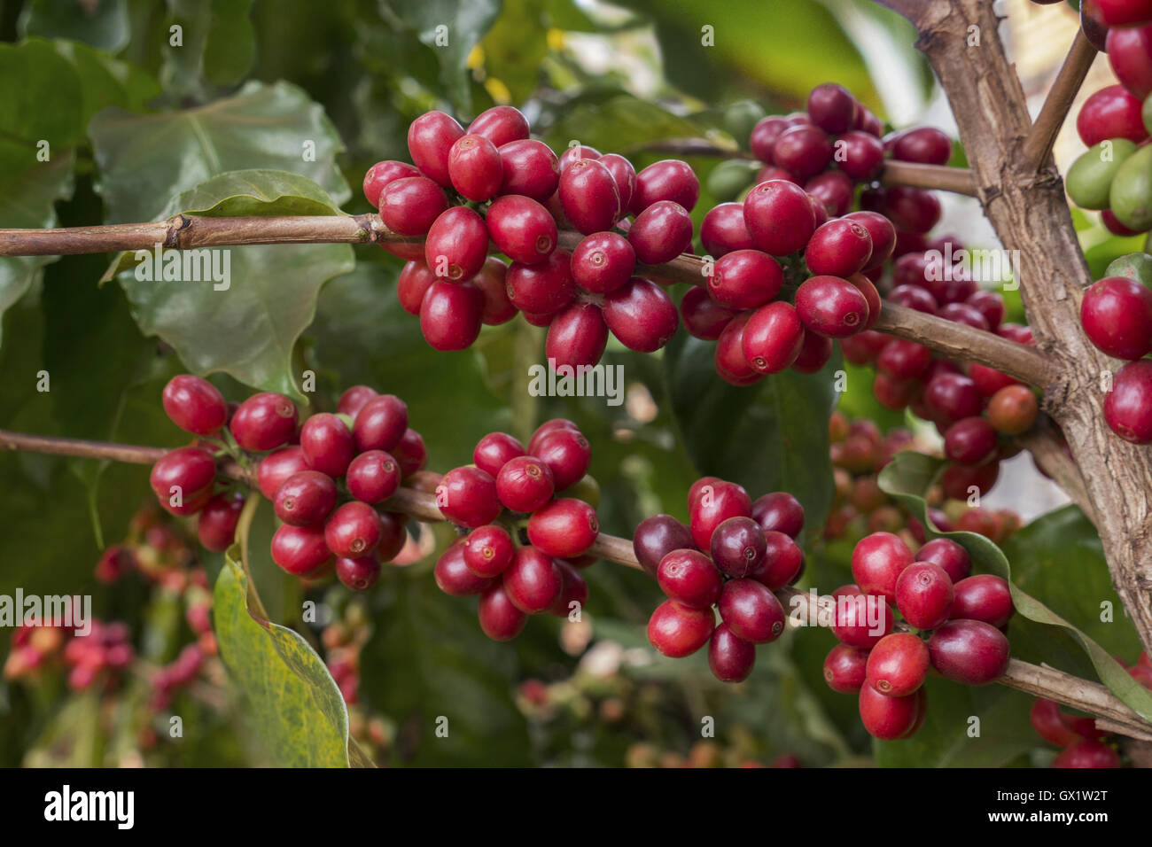 Kaffeekirschen Stockfoto