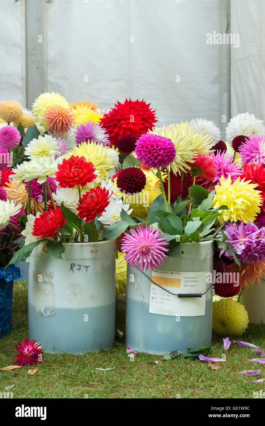 Ersatzteile Dahlia Blumen vor einer Jury Zelt im RHS Wisley Flower show, Surrey, England Stockfoto