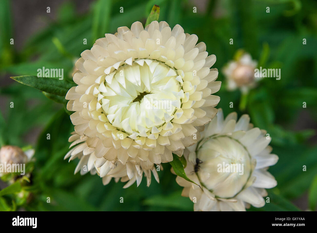 Helichrysum oder Stroh Blume im Garten. Streublumen, wissenschaftlicher Name ist Helichrysum Bracteatum. Stockfoto