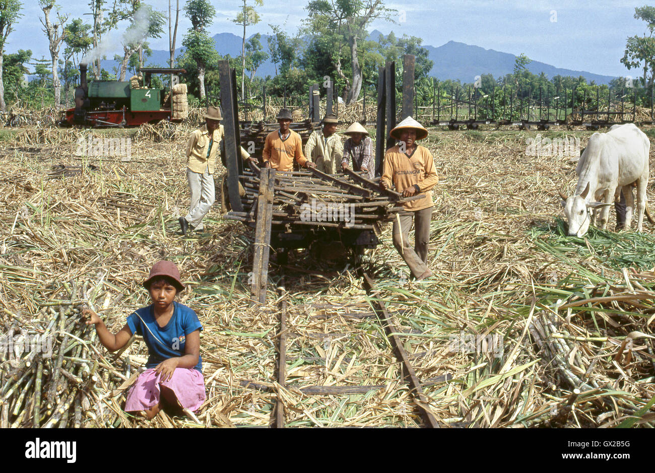 Großbritanniens letzten exportierten Dampflokomotive wurde von Hunslet von Leeds im Jahr 1971 als ein 0-4-2ST für Java gebaut. Der Motor ist hier zu sehen ein Stockfoto