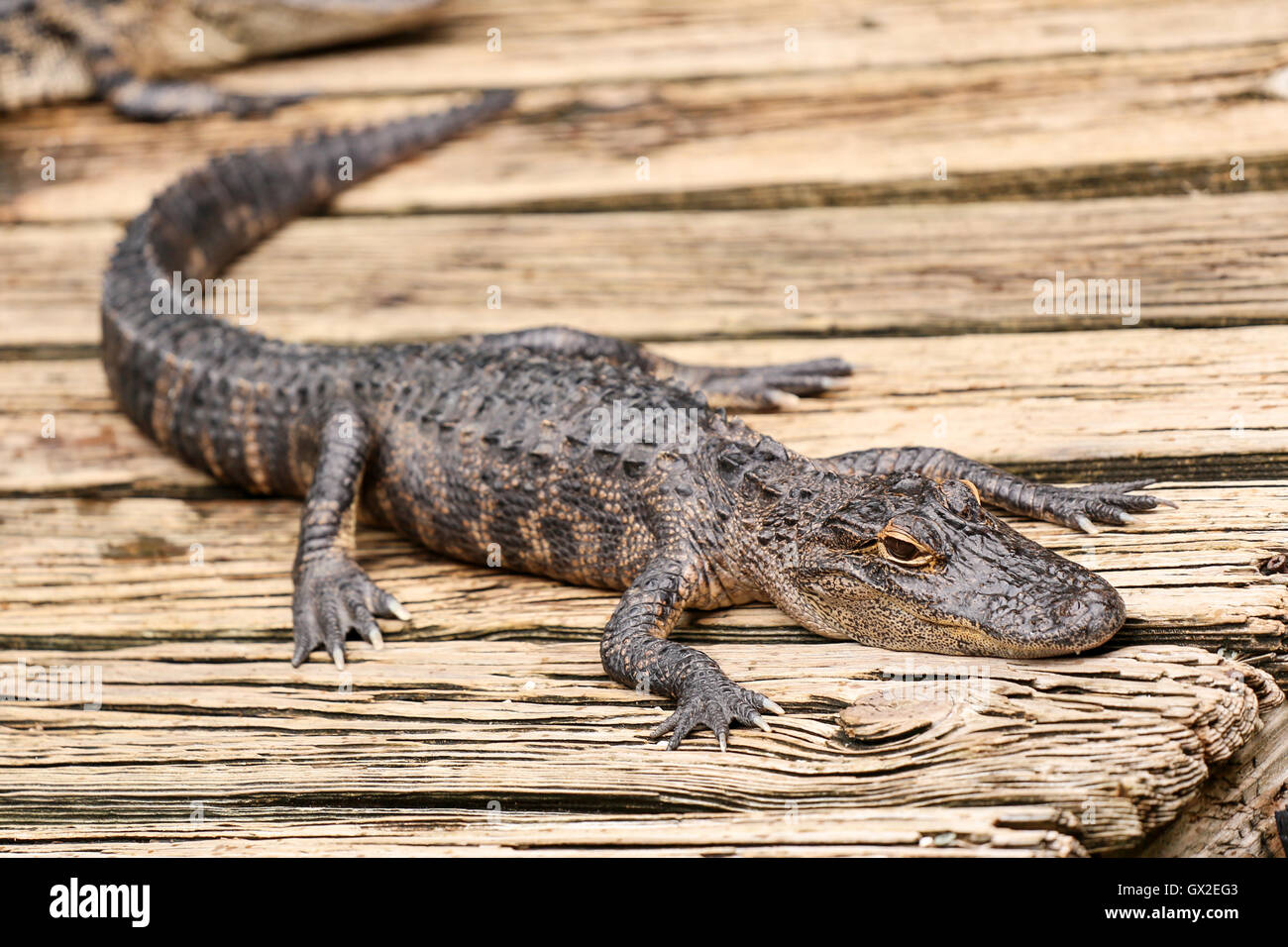 Baby-Alligator ruht auf einem Holzbrett. Stockfoto