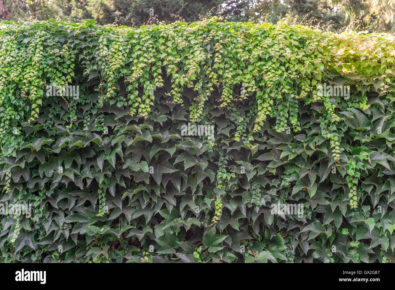 Üppige wildem abdecken Wand Parthenocissus tricuspidata Stockfoto