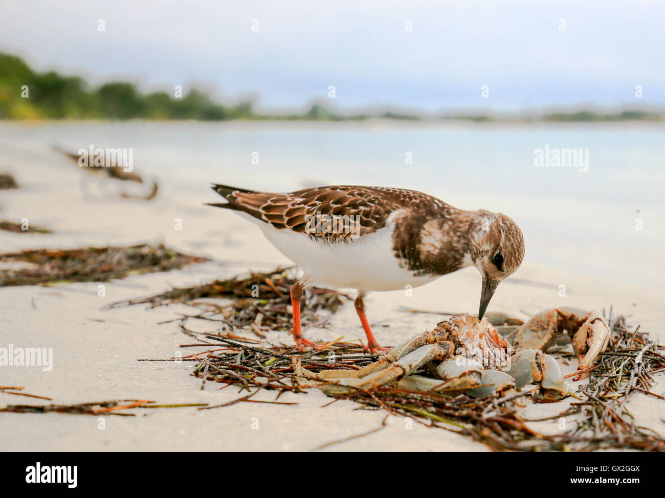 Sandpiper Vogel Essen eine Krabbe auf einem Ozeanstrand. Stockfoto
