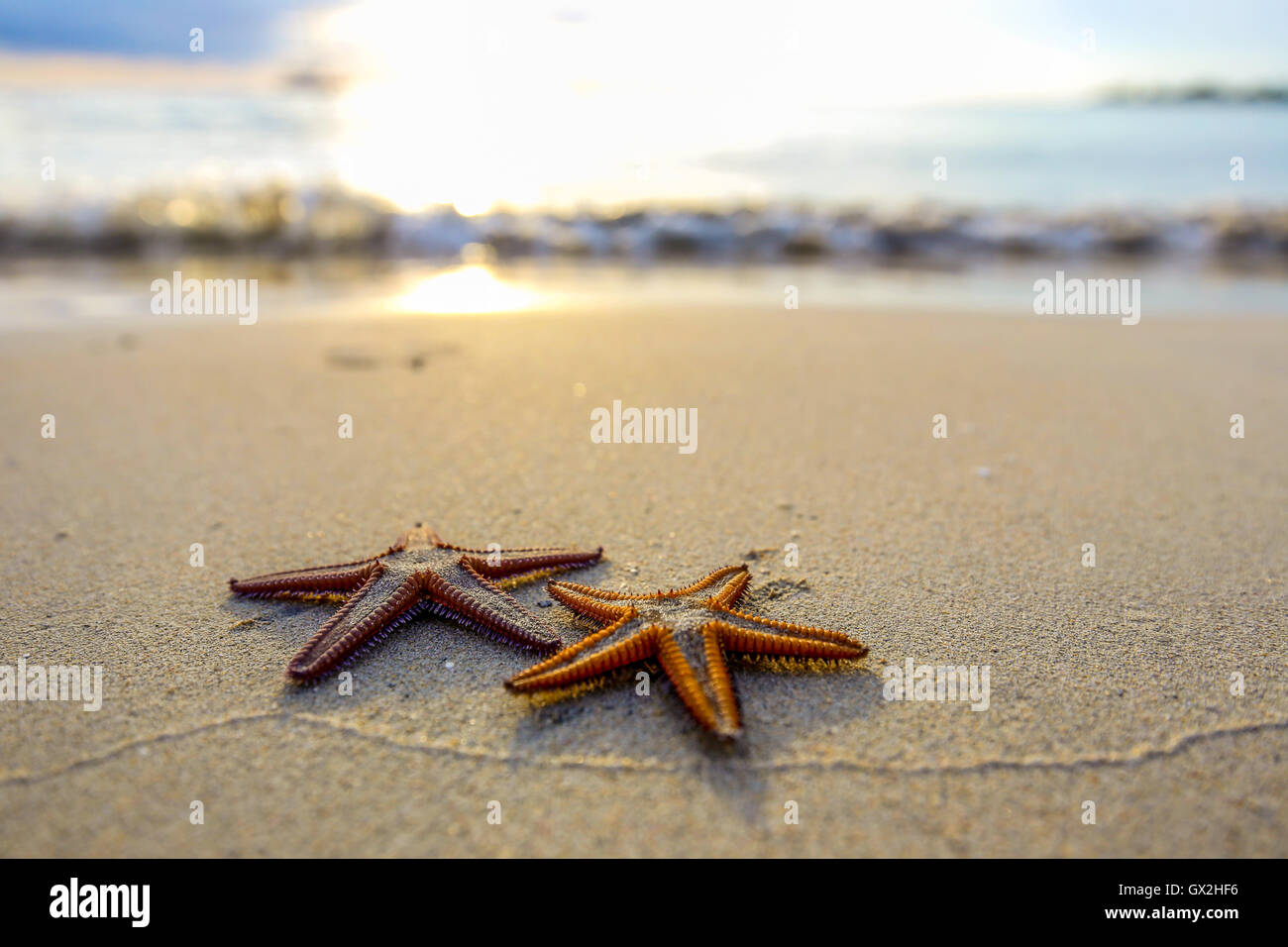 Zwei Seestern am Strand bei Sonnenuntergang, eine romantische Metapher. Stockfoto