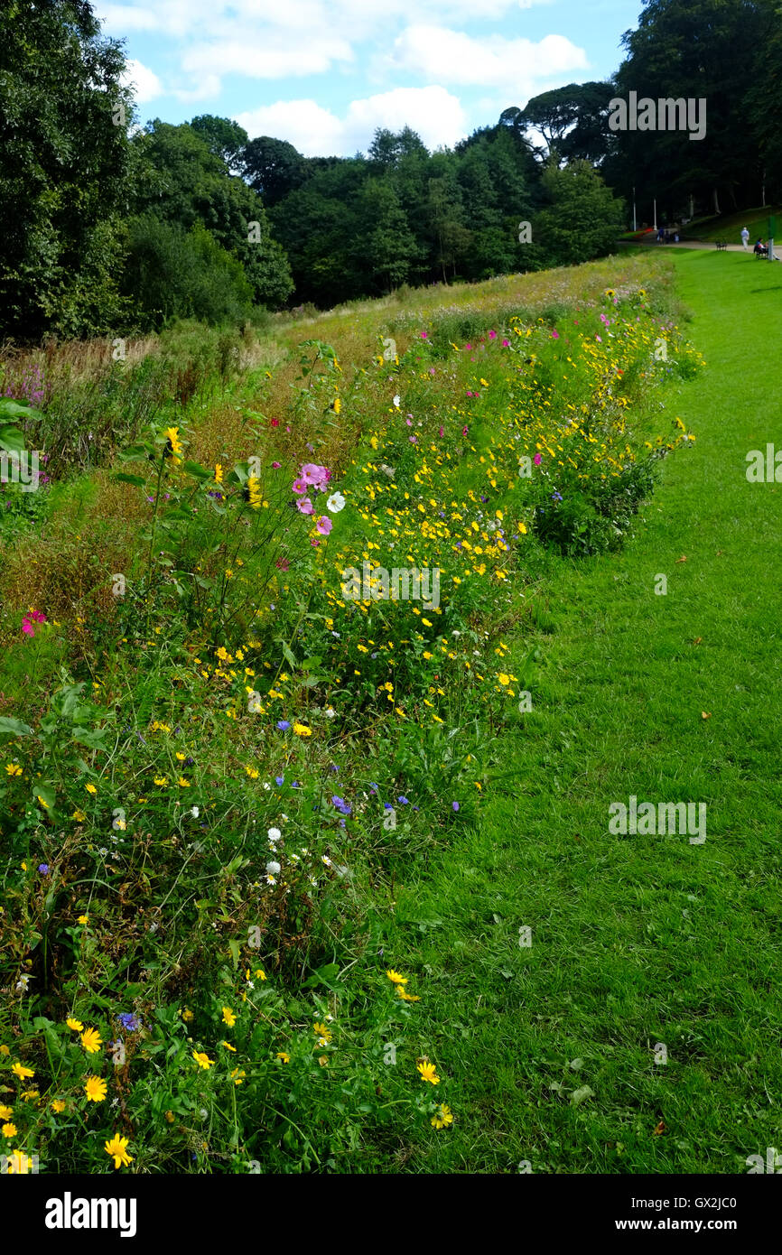 Wilde Blume Bett Astley Park, Chorley, Lancashire Stockfoto