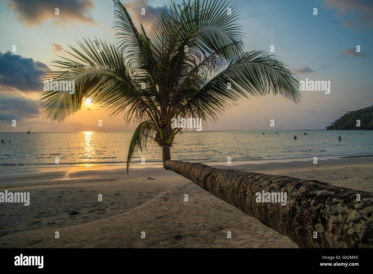 Kokospalme im tropischen Insel Strand Stockfoto Kokospalme im tropischen Insel Strand Stockfoto