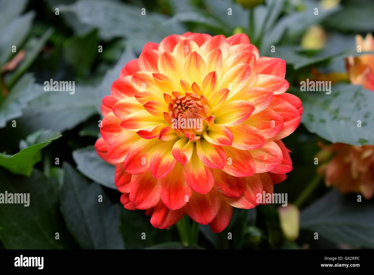 Dahlia Blume im Garten. Stockfoto