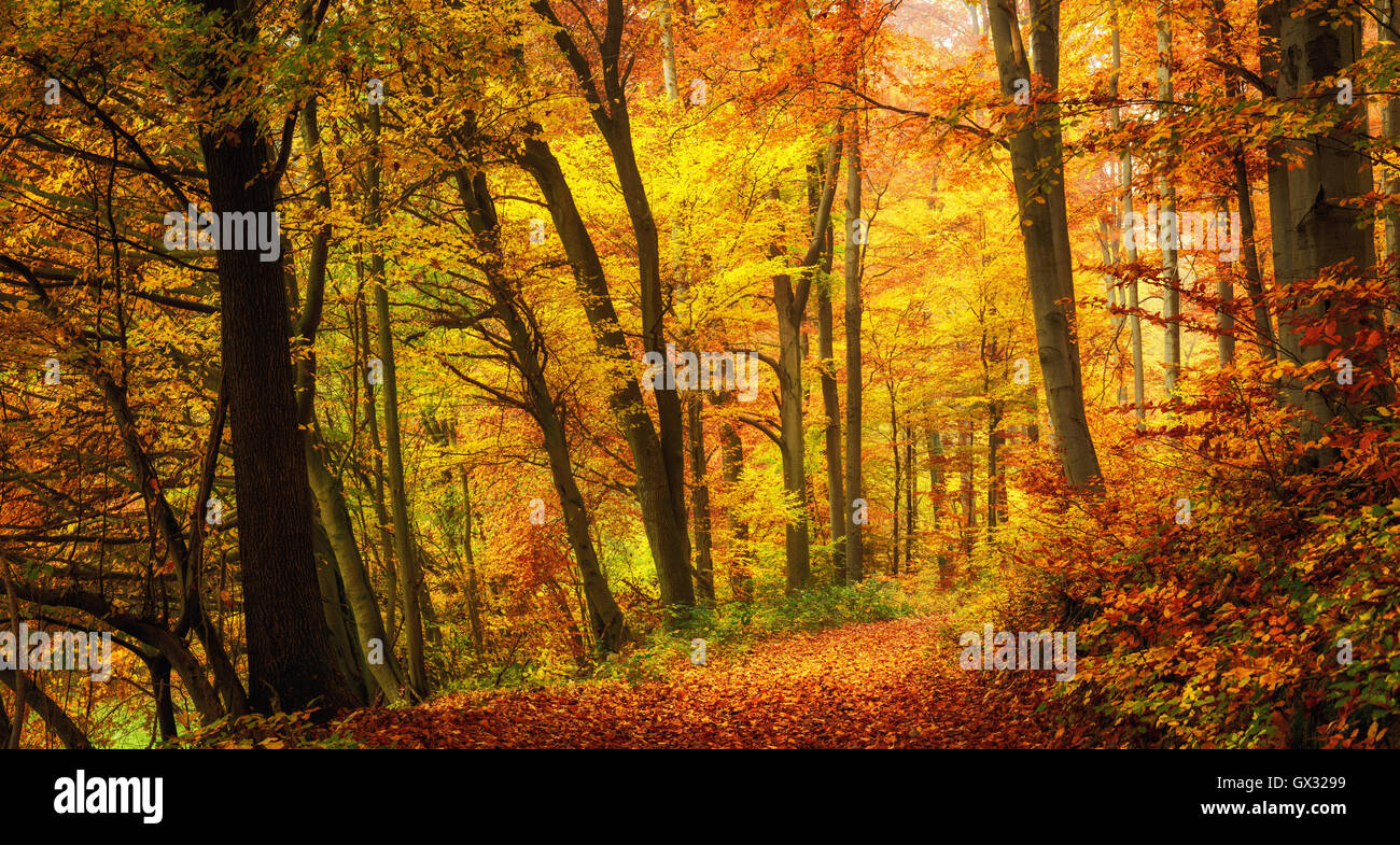 Herbstliche Waldlandschaft mit warmen Farben und ein Wanderweg bedeckt in den Blättern in die Szene Stockfoto