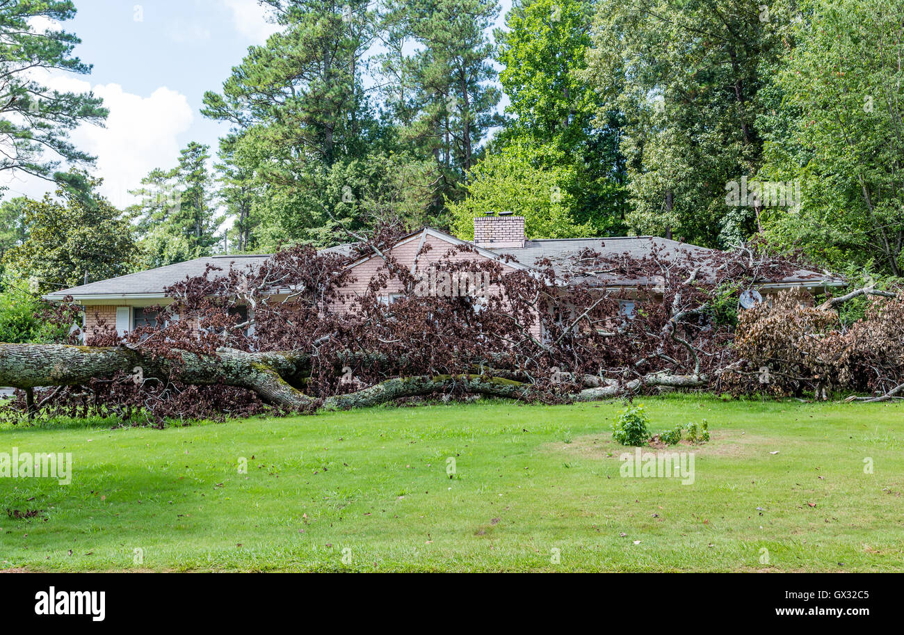 Großer Baum auf ein Haus verursacht Sturmschäden gefallen Stockfoto