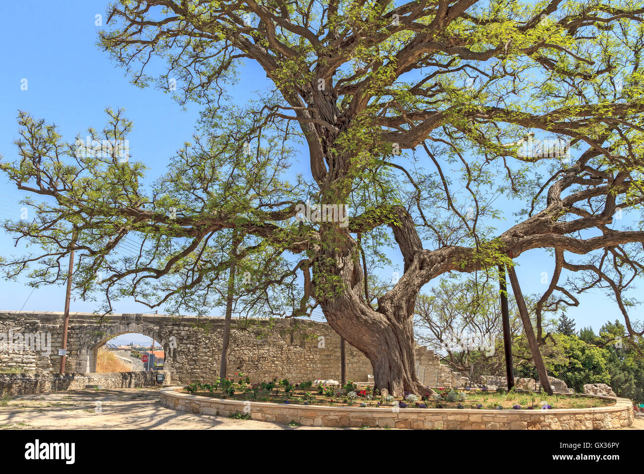 Riese Pepper Tree Kolossi Burg Zypern Stockfoto