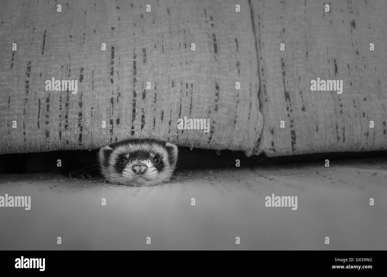 Versteckte Frettchen im Bett Stockfoto