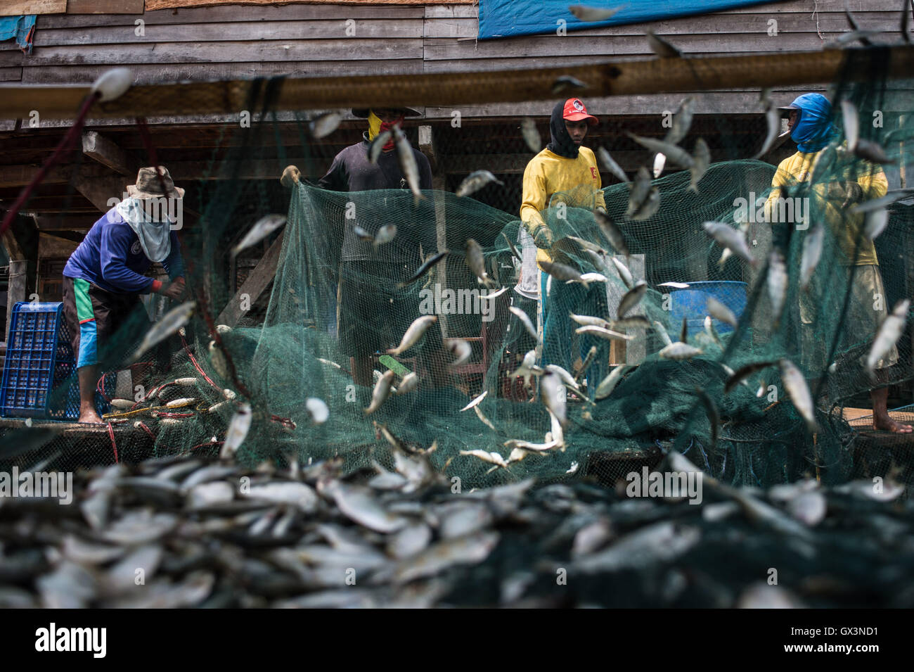 Jakarta, Indonesien. 16. Sep, 2016. Fischer lassen kleine Fische net bei Kalibaru in Nord-Jakarta, Indonesien, 16. September 2016. Diese kleinen Fische erwischt entlang der nördlichen Küste von Jakarta sind nicht für den menschlichen Verzehr, sondern in Fischmehl ist der Grundstoff der Futtermittelindustrie in Indonesien verarbeitet werden. © Veri Sanovri/Xinhua/Alamy Live-Nachrichten Stockfoto