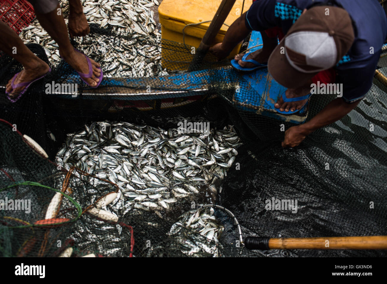 Jakarta, Indonesien. 16. Sep, 2016. Fischer sammeln kleine Fische net bei Kalibaru in Nord-Jakarta, Indonesien, 16. September 2016. Diese kleinen Fische erwischt entlang der nördlichen Küste von Jakarta sind nicht für den menschlichen Verzehr, sondern in Fischmehl ist der Grundstoff der Futtermittelindustrie in Indonesien verarbeitet werden. © Veri Sanovri/Xinhua/Alamy Live-Nachrichten Stockfoto