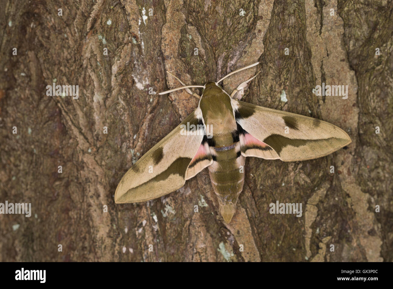 Mittelmeer-Wolfsmilchschwärmer, Riesen-Wolfsmilchschwärmer, stark Nicaea, mediterrane Hawk-Moth, größere Wolfsmilch Hawkmoth, Le S Stockfoto