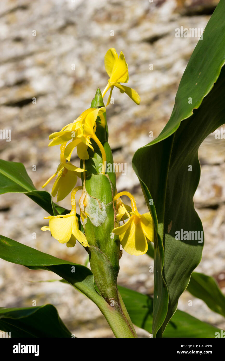 Gelben Blüten der half-hardy, exotische Staude, Hedychium wardii Stockfoto