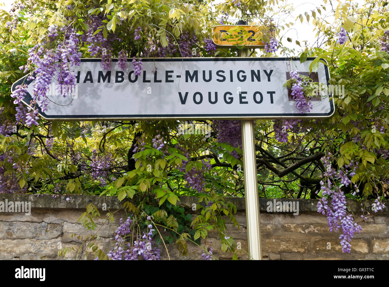 Verkehrszeichen auf der Route des Grands Crus für Chambolle-Musigny und Vougeot umgeben von Glyzinien Cote d ' or Burgund Frankreich Stockfoto