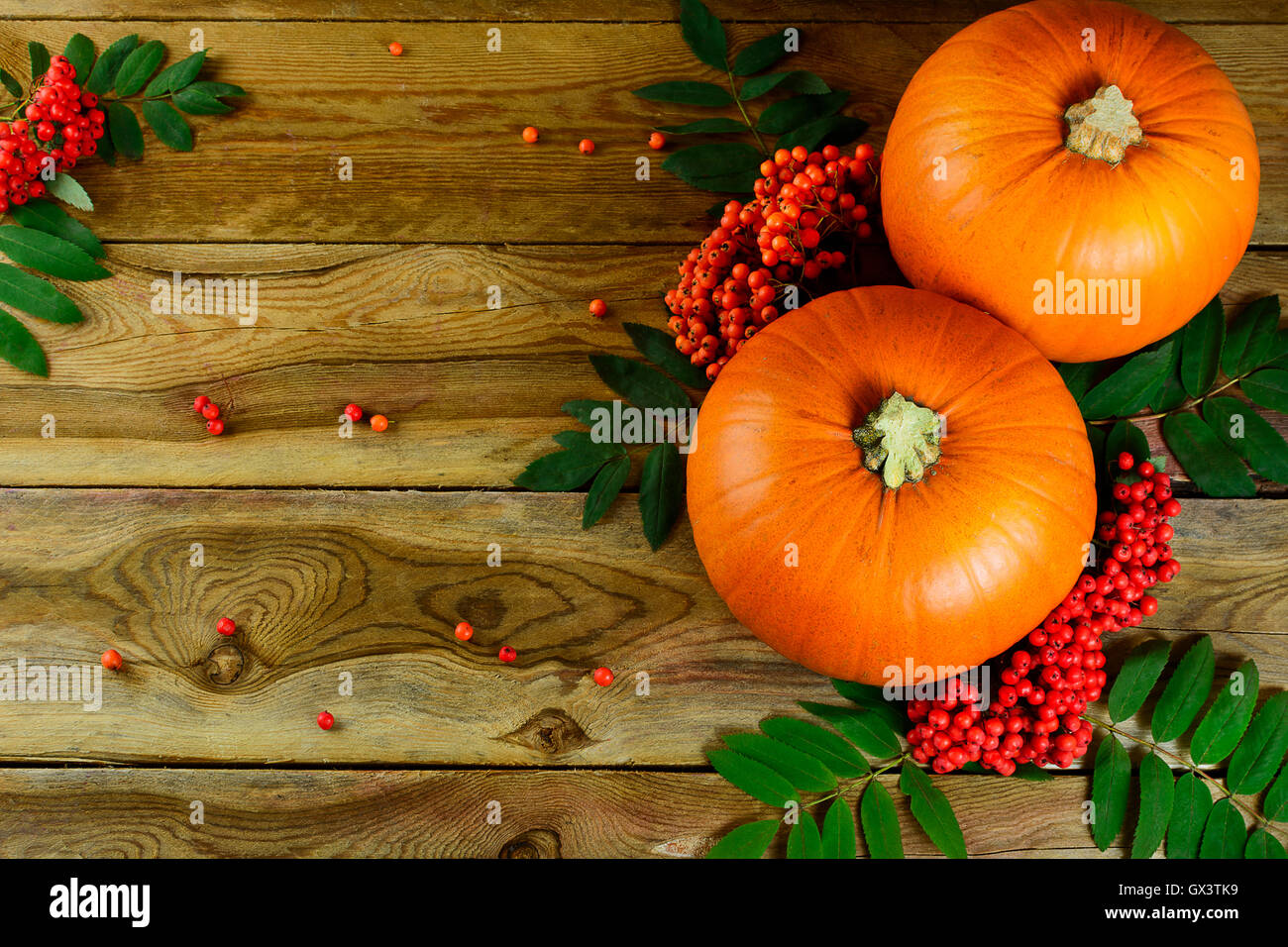 Thanksgiving-Hintergrund mit Kürbissen und Vogelbeeren. Thanksgiving-Party-Einladung-Karte. Ernte-Konzept. Stockfoto