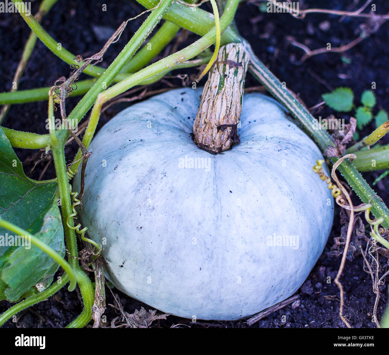 Weißen Kürbis im Garten wachsen. Frisches Gemüse angebaut. Weißen Kürbis im Gemüsegarten Stockfoto