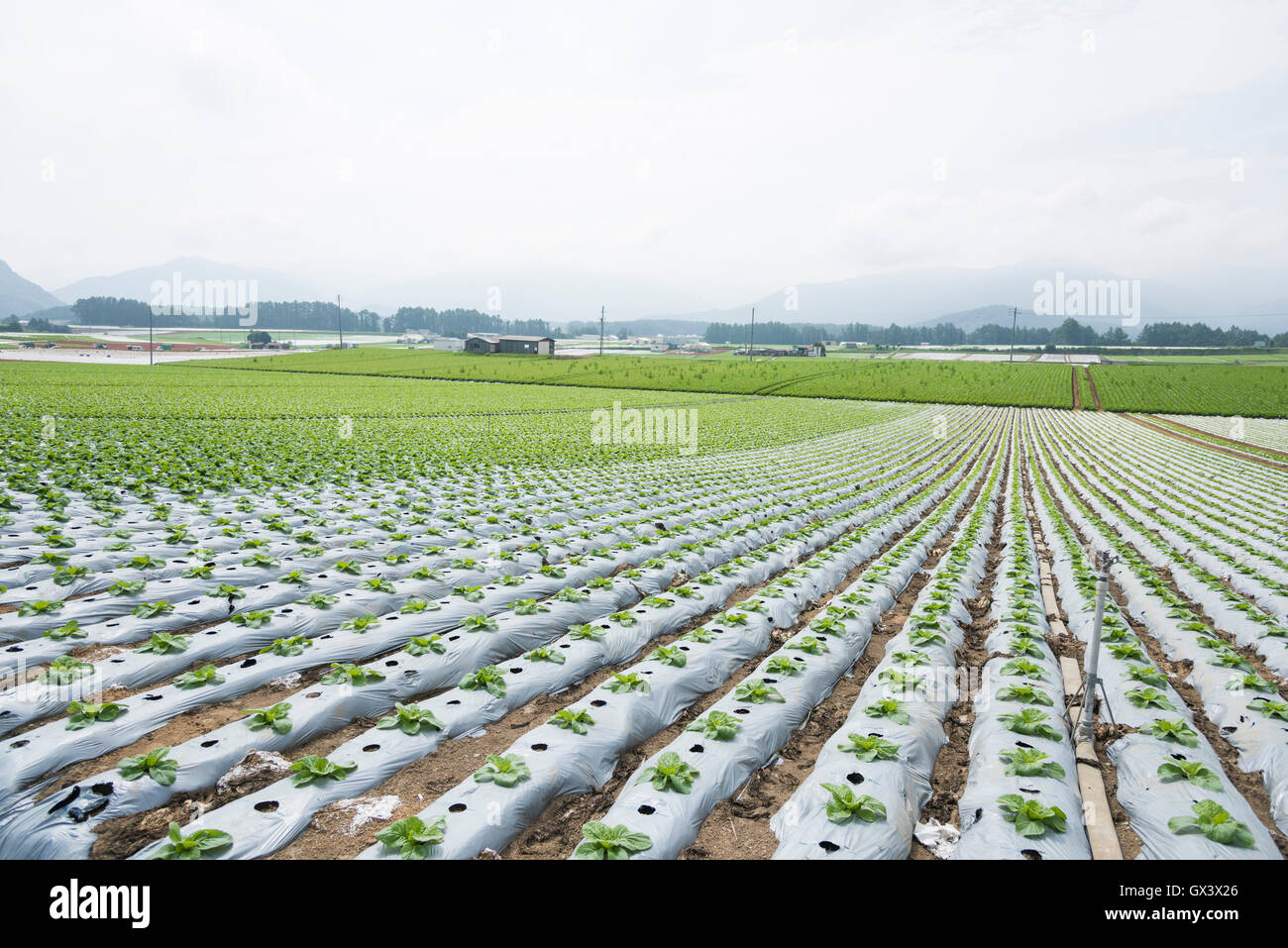 Salatfeld, Kawakami Dorf, Präfektur Nagano, Japan Stockfoto