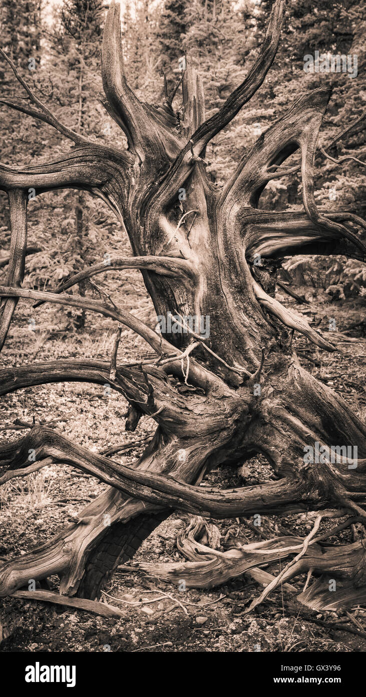Toter Baum in einem kanadischen Wald im Monochrom Vintage-Stil bearbeitet. Stockfoto