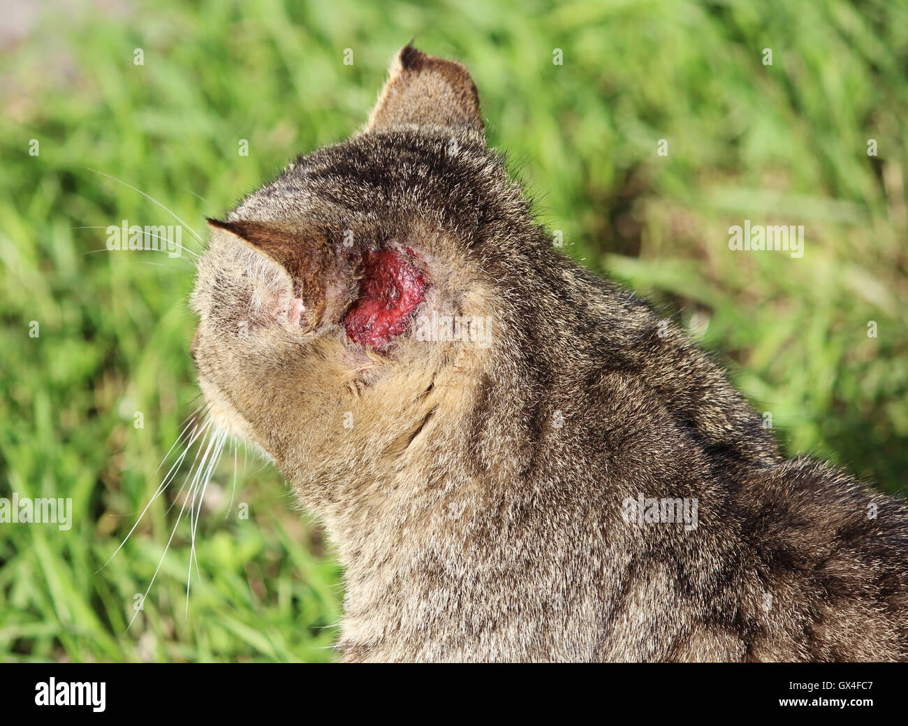 heimatlose Katze Reed Farbe mit Verletzungen, die typische kratzen hinter  den Ohren Ohr und Krätze Otoacariasis gehärtet Stockfotografie - Alamy