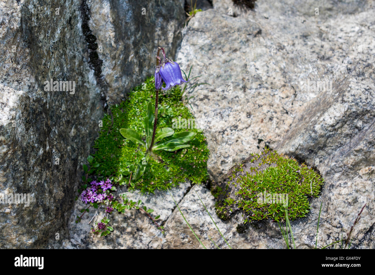 Bärtige Glockenblume (Campanula Barbata) wächst auf einem Felsen in den Schweizer Alpen auf 2300m. Oberhasli, Schweiz. Stockfoto