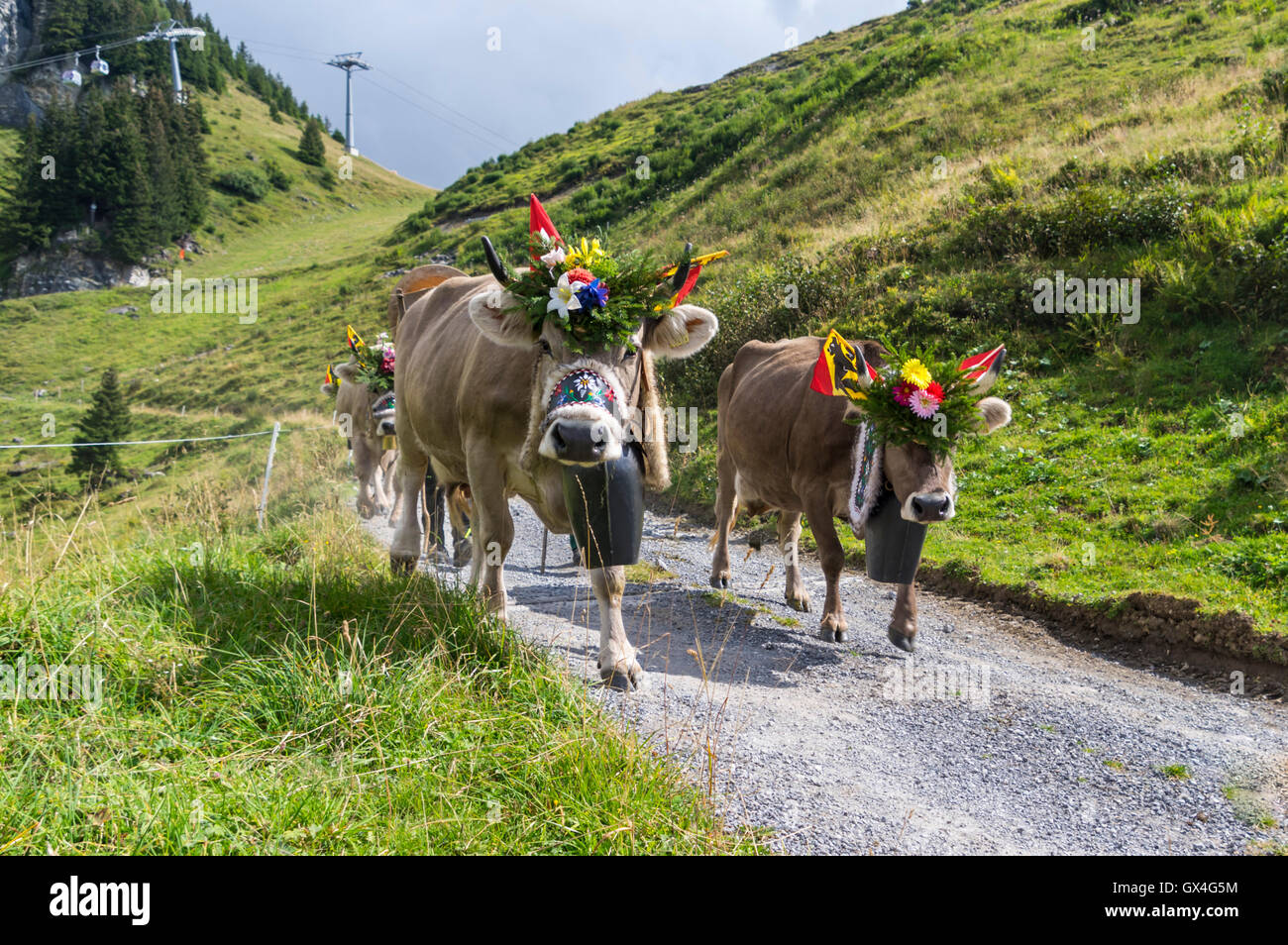 Alpabzug: Alpine Transhumanz in der Schweiz. Rinder, die im Herbst von den Almen ins Tal getrieben. Stockfoto