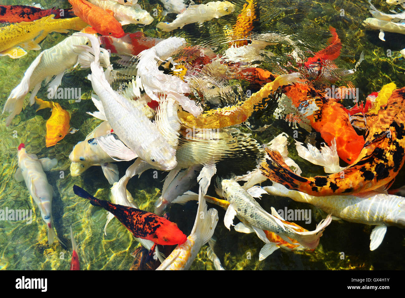 Goldener koi Fotos und Bildmaterial in hoher Auflösung Seite 2 Alamy