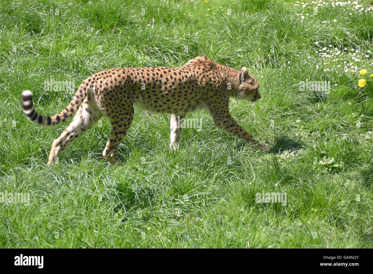 Afrikanischen Cheetah (Acinonyx Jubatus) zu Fuß auf dem Rasen von Profil gesehen Stockfoto