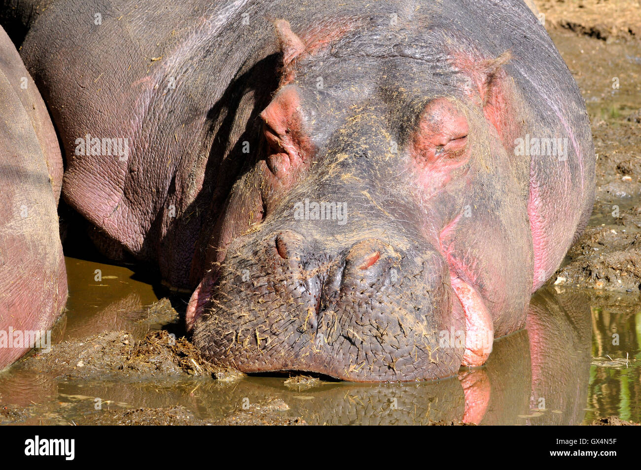 Nahaufnahme der Leiter der Hippopotamus Amphibius schlafen auf Schlamm Stockfoto