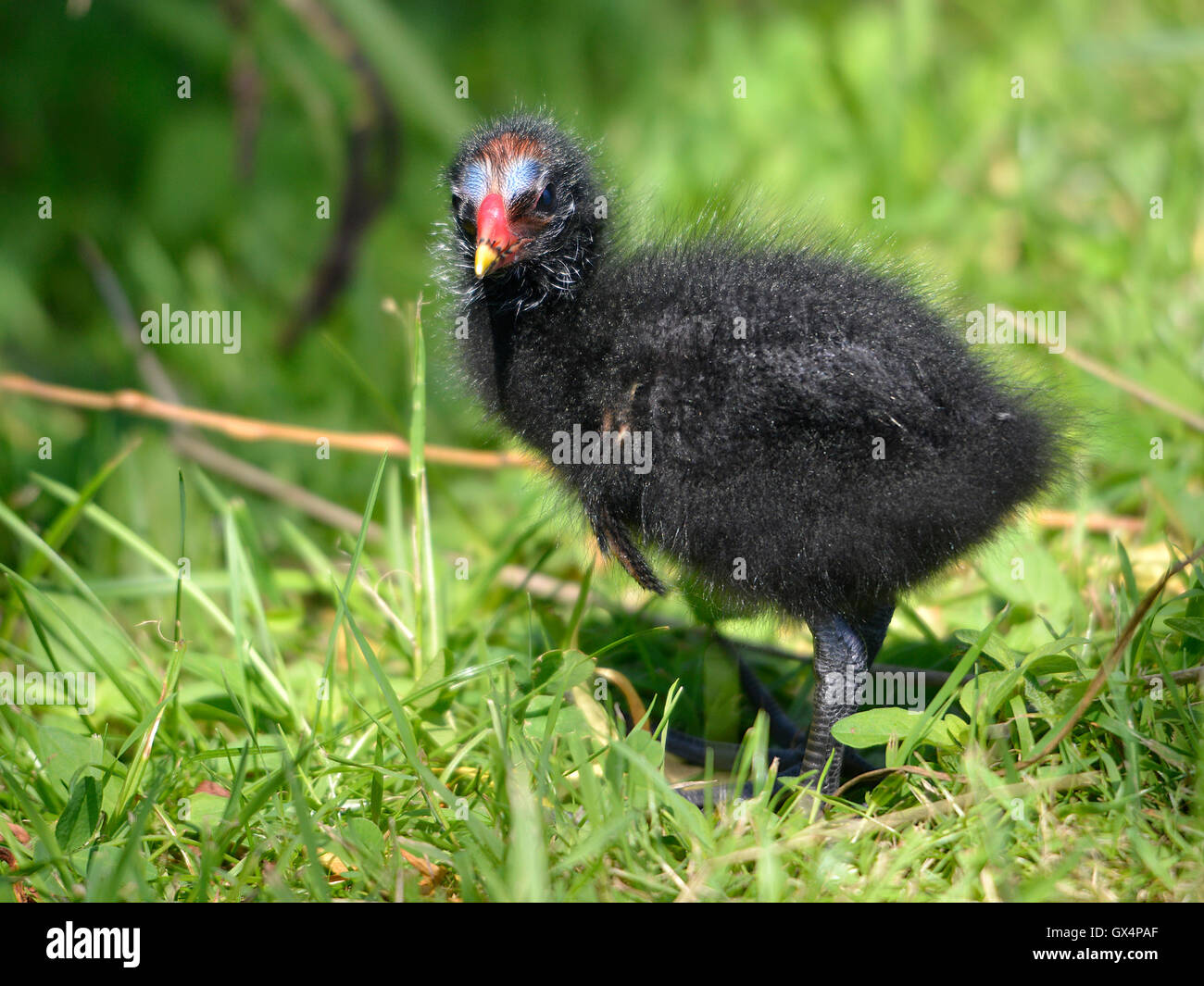 Küken der eurasischen Teichhühner (Gallinula Chloropus) auf dem Rasen Stockfoto