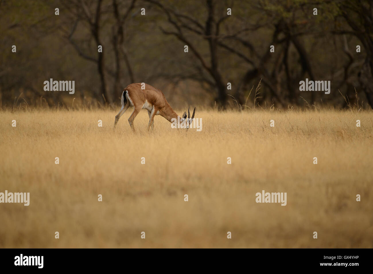 Chinkara oder indische Gazelle Beweidung auf eine Wiese im Ranthambore Nationalpark in Rajasthan Zustand von Indien Stockfoto