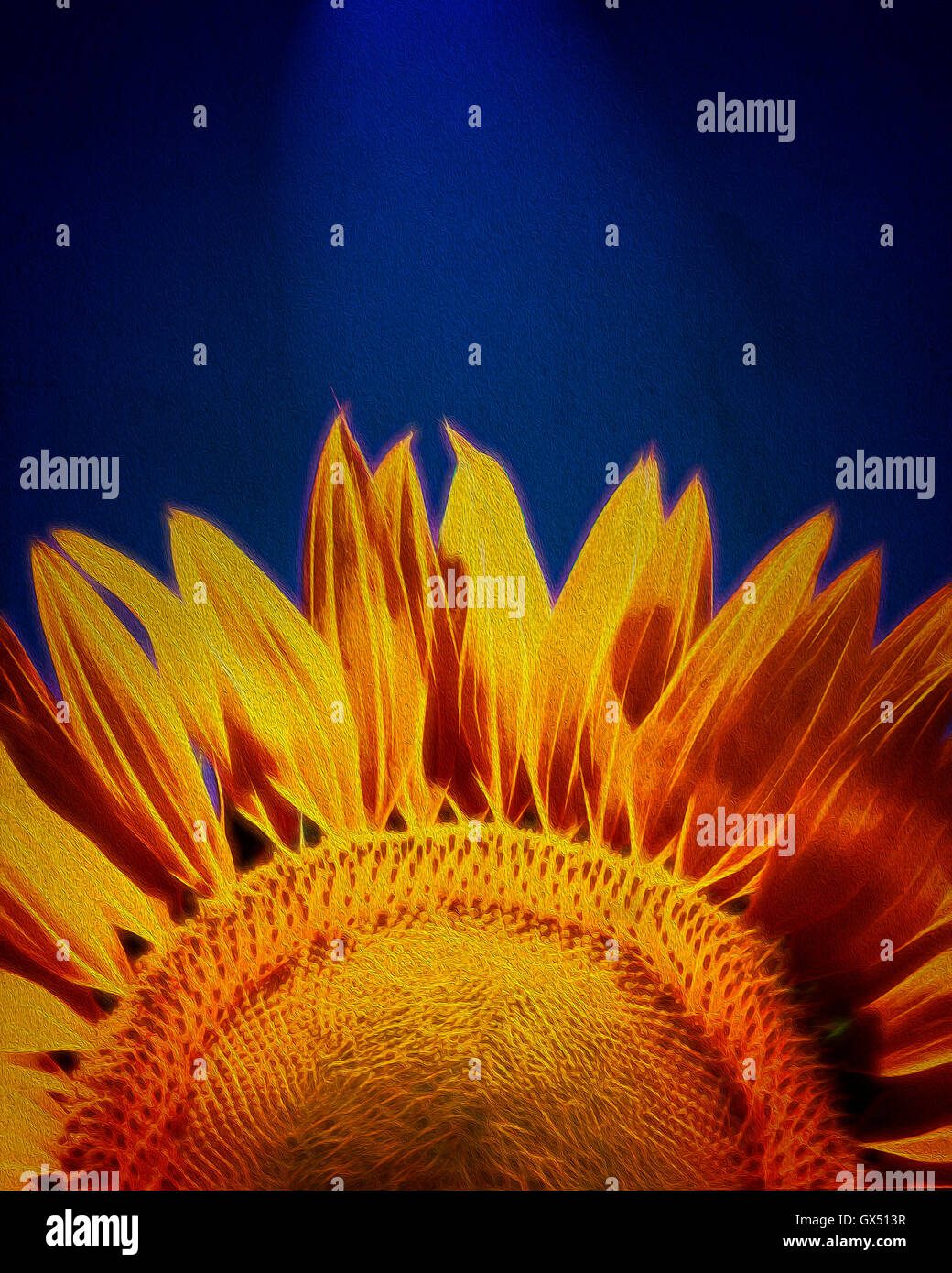 DIGITALE Kunst: Sonnenblume - Helianthus lat. Stockfoto