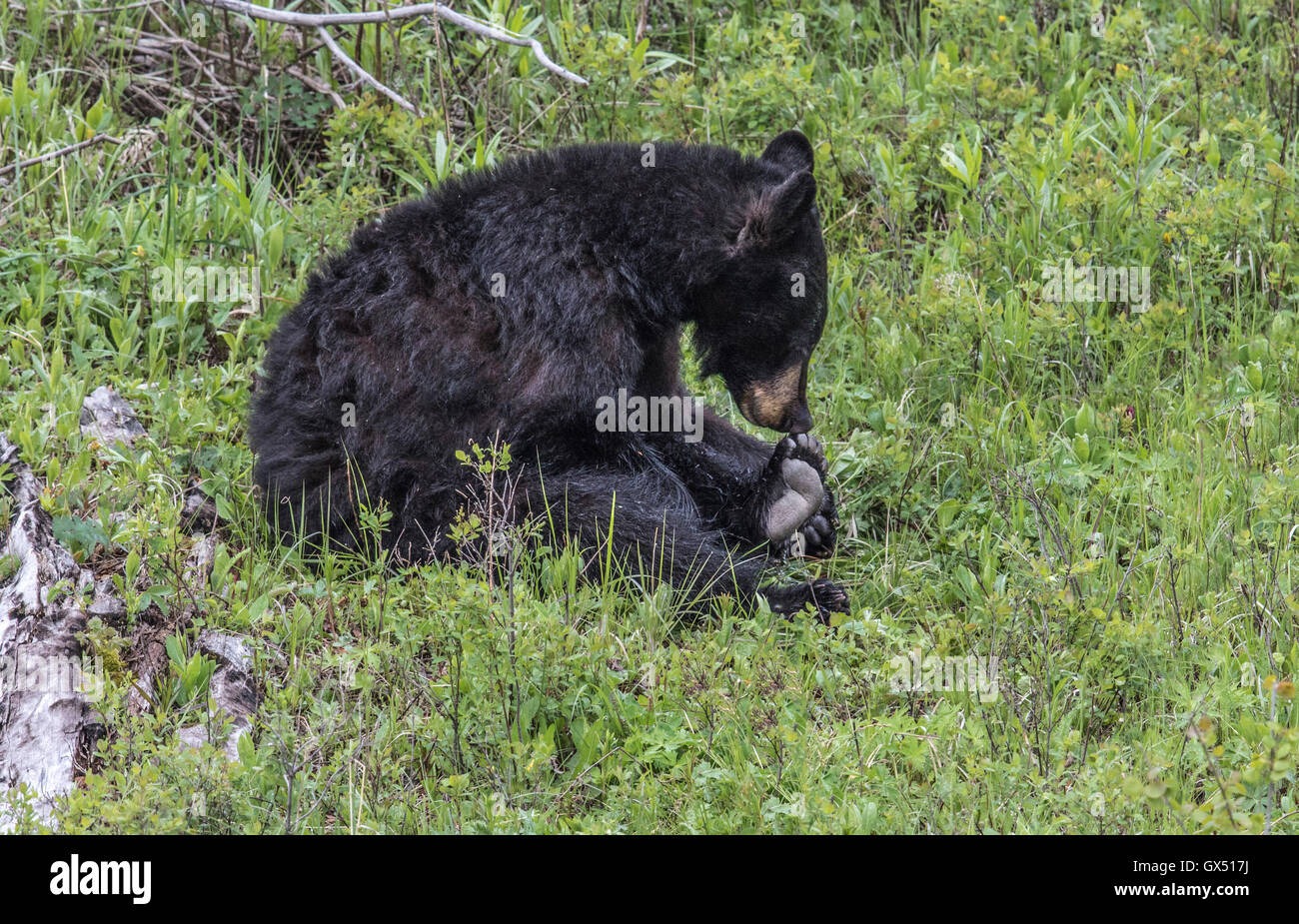 schwarzer Bär seine Zehen schnüffeln Stockfoto