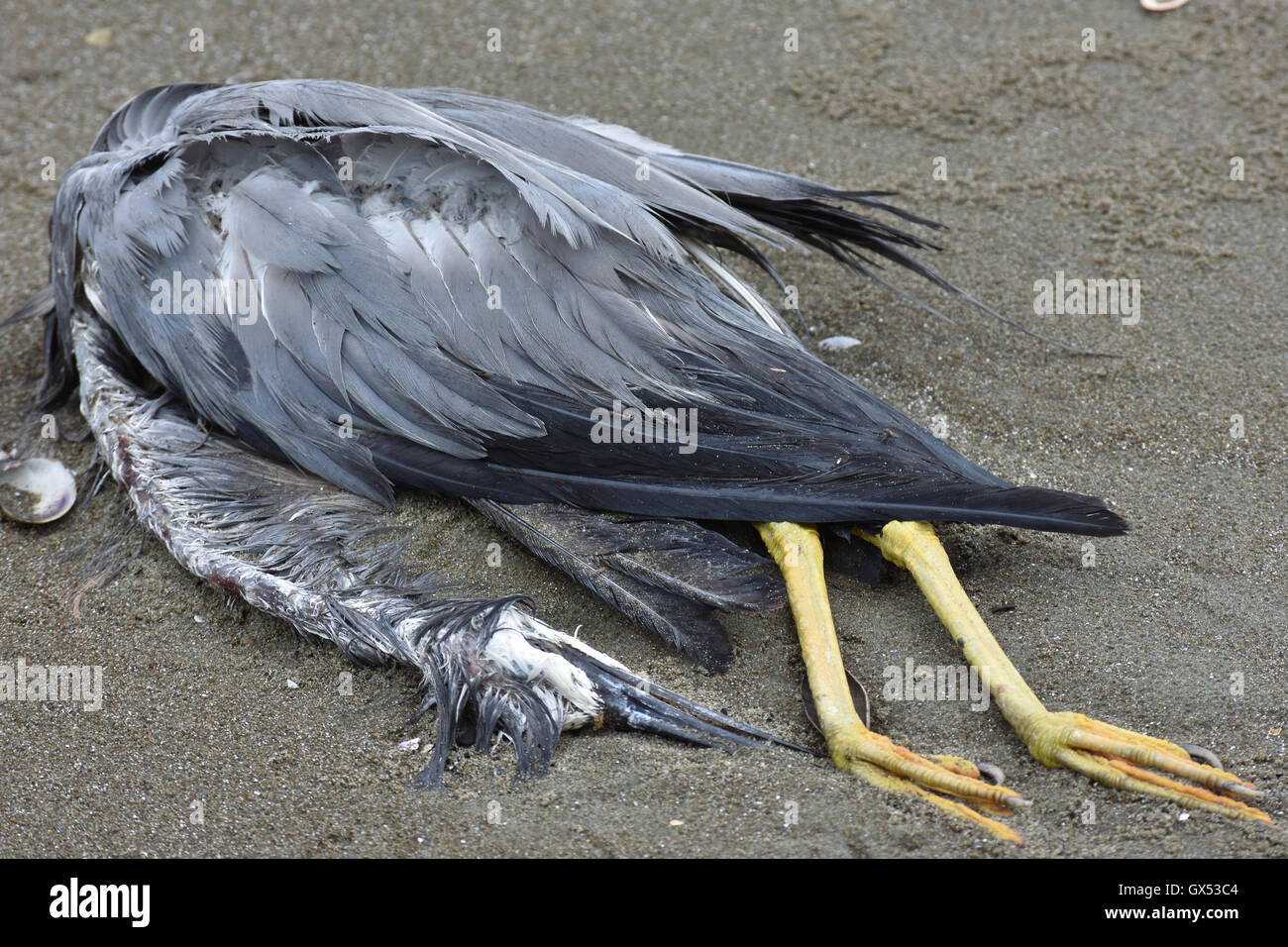 Kadaver von weißen gesichtigen Reiher Stockfoto