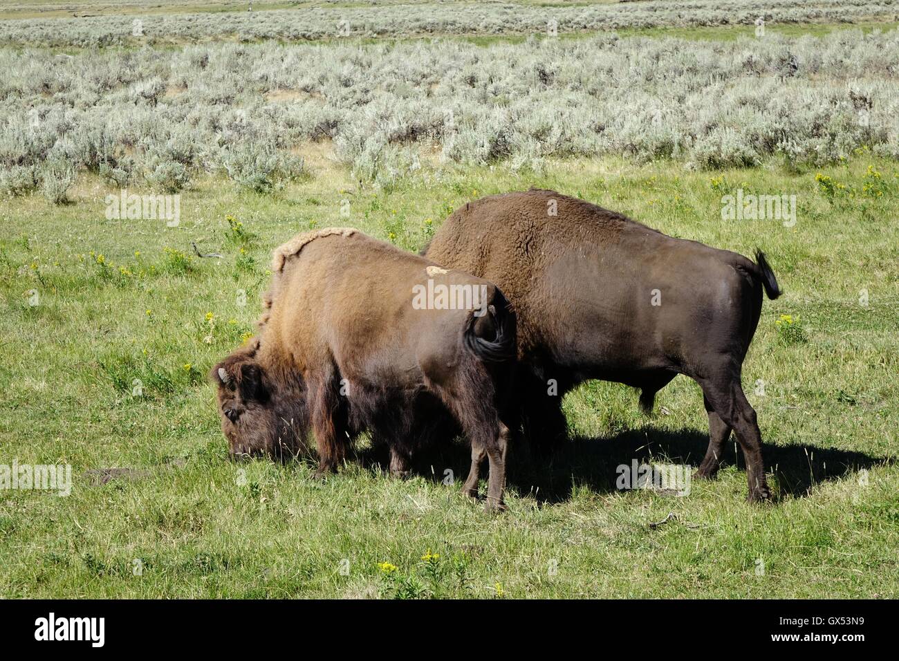 Ein paar Bisons grasen im Yellowstone National Park Stockfoto