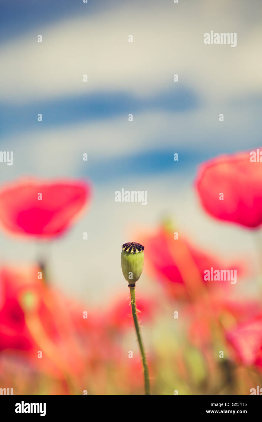 Mohn Blüte, retro Vintage Sommer Hintergrund, geringe Schärfentiefe mit roten Blumen auf grünem Hintergrund. Wiese mit b Stockfoto