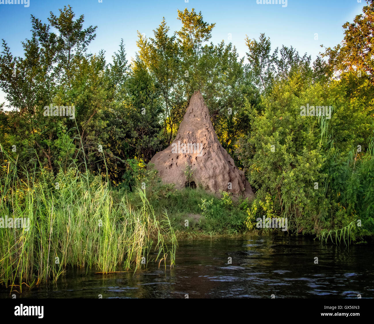 Blick auf einem Ameisenhaufen an den Ufern des Sambesi-Flusses von einem Boot aus gesehen. Stockfoto