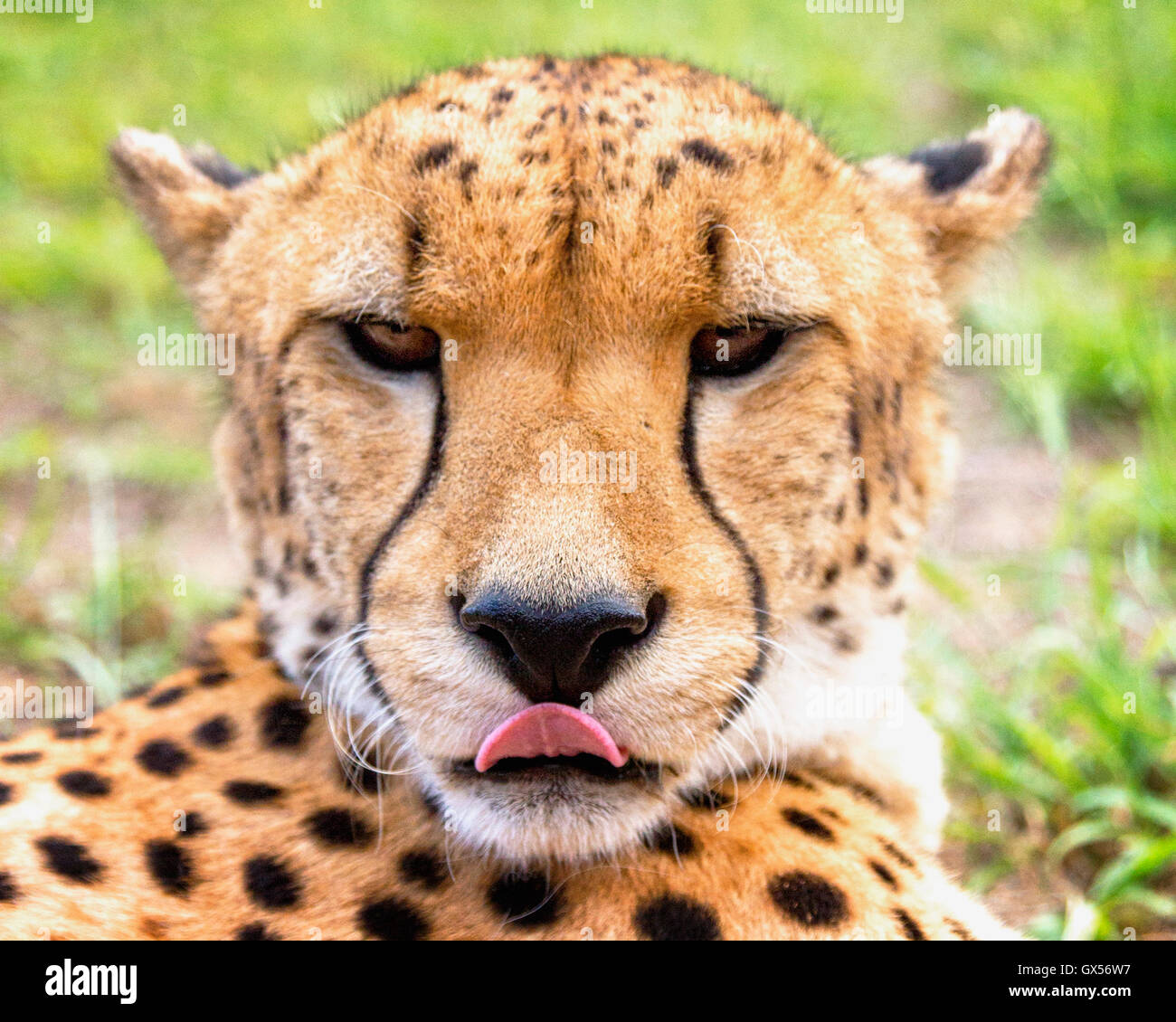 Nahaufnahme eines Geparden mit seiner Zunge heraus, schaut in die Kamera in Emdoneni Katze Rehabilitation Centre in Südafrika. Stockfoto