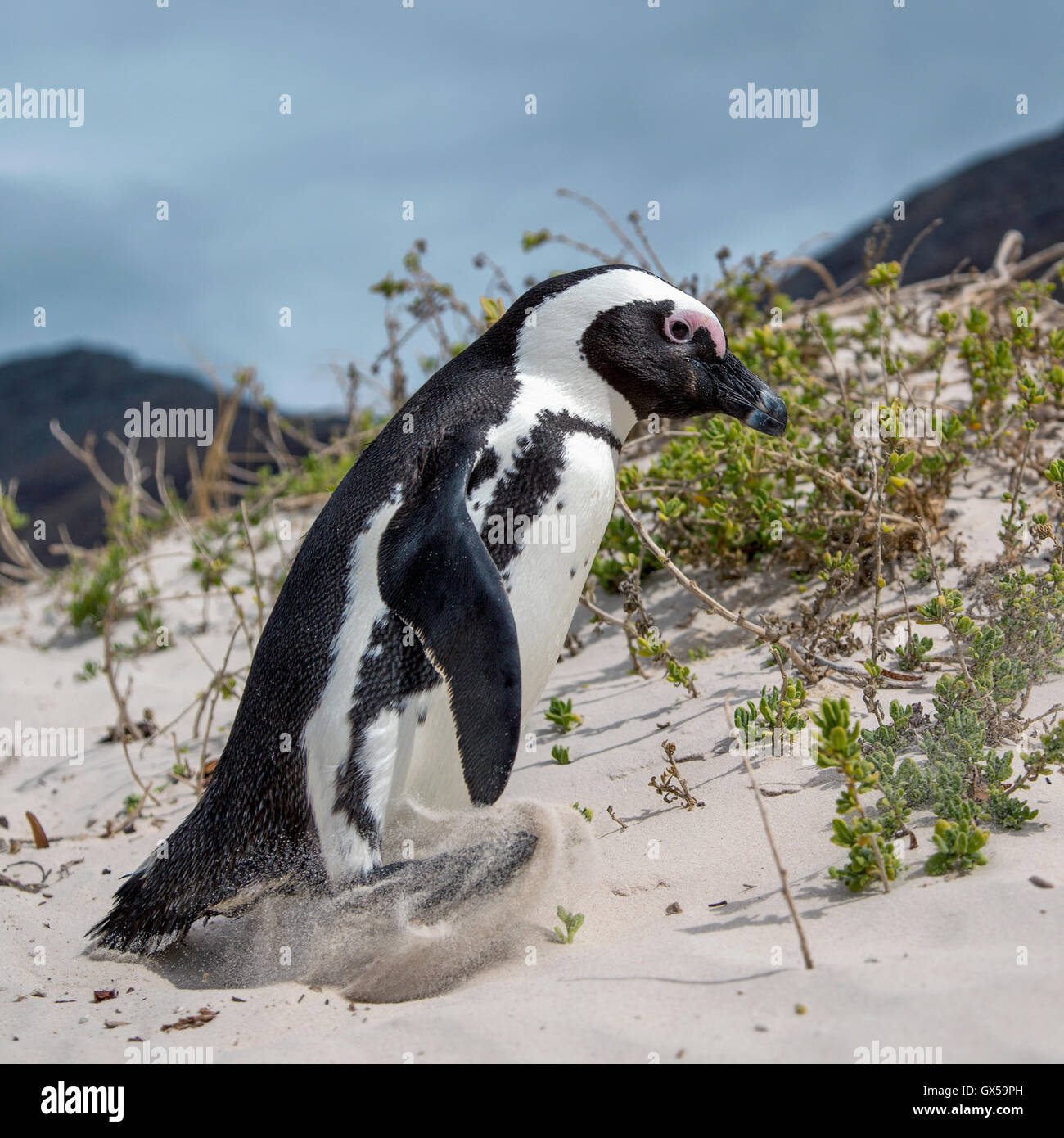 Eine afrikanische Pinguin zu Fuß entlang des Strandes bei Boulder Beach, South Africa Stockfoto