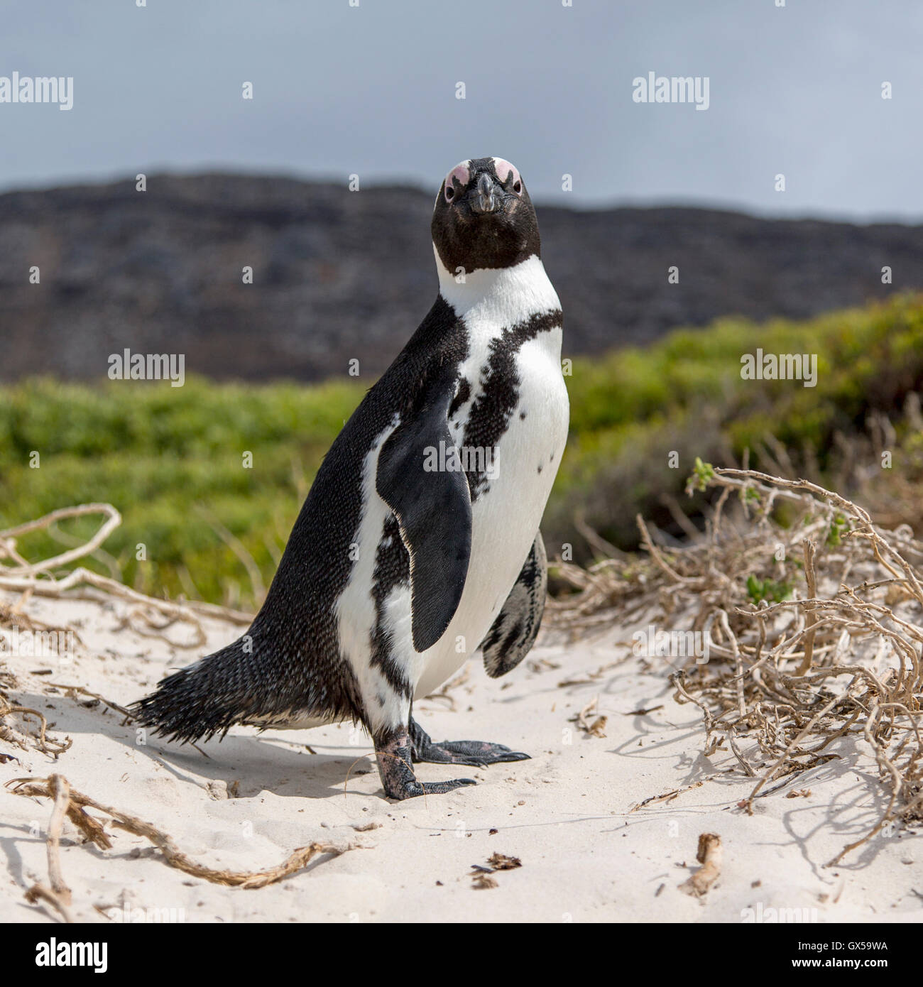 Ein afrikanischer Pinguin steht am Strand in die Kamera schaut Stockfoto