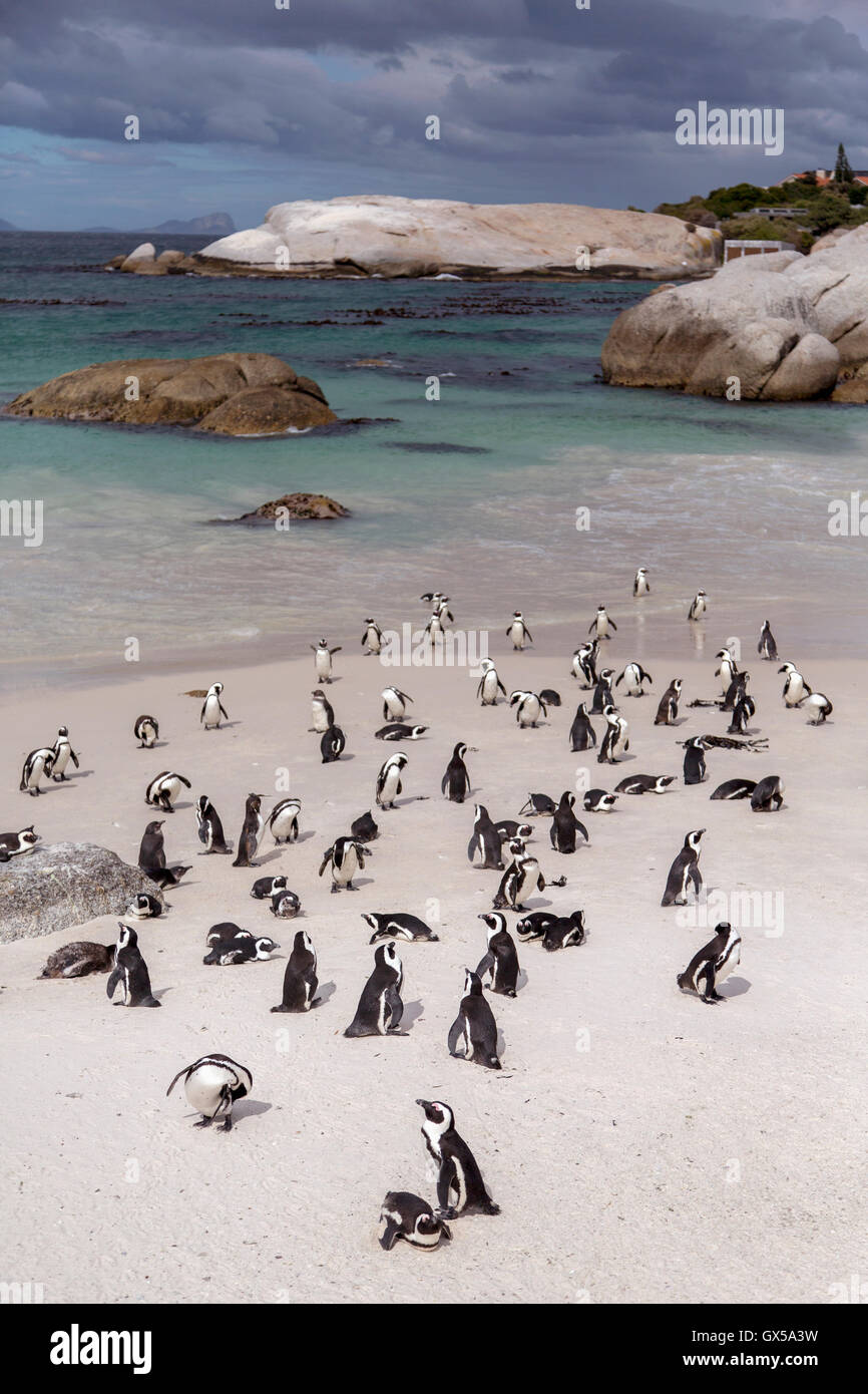 Kolonie von afrikanischen Pinguinen am Boulder Beach, Südafrika Stockfoto