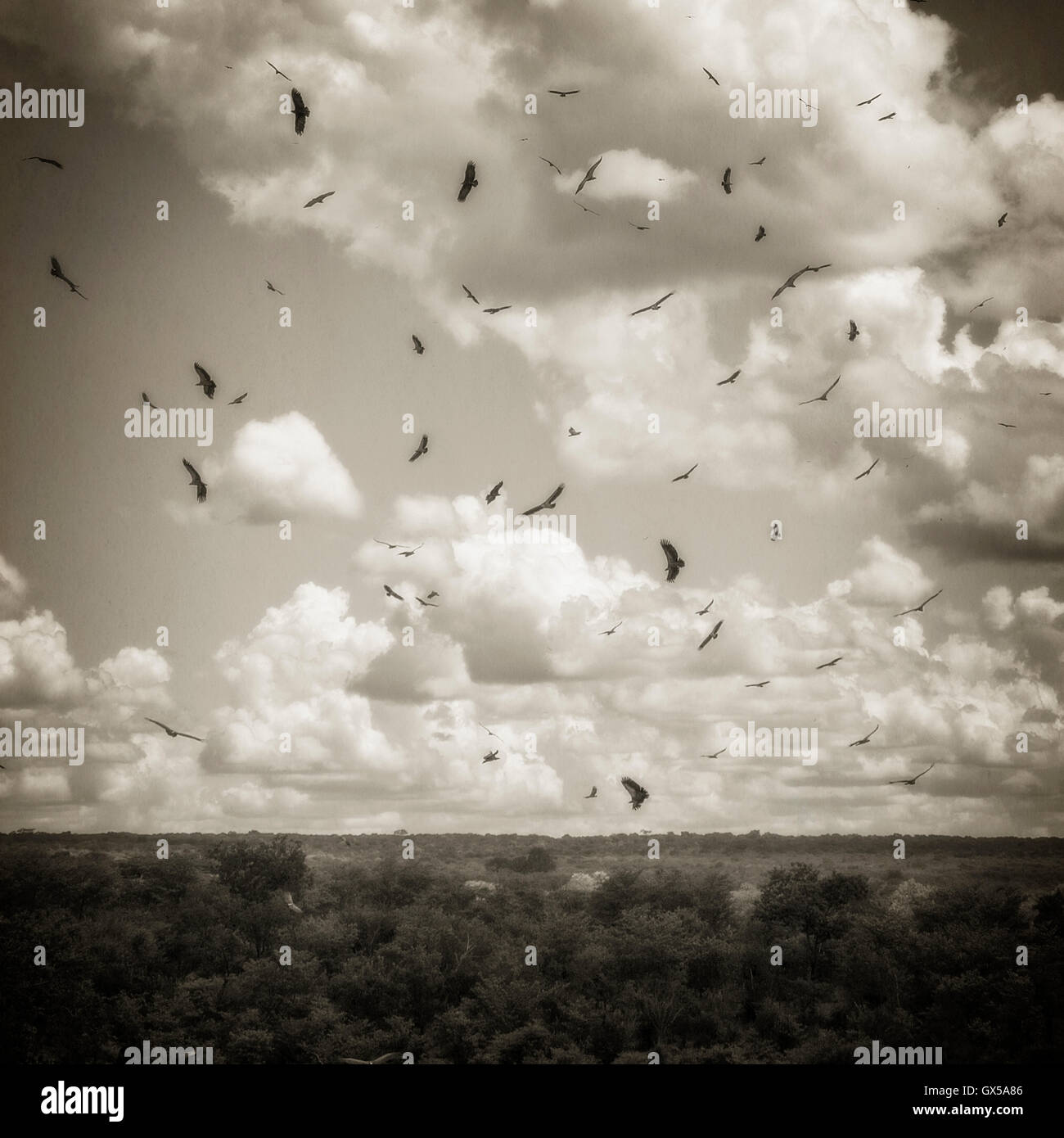Sepia Foto der Geier über Baumkronen fliegen. Stockfoto