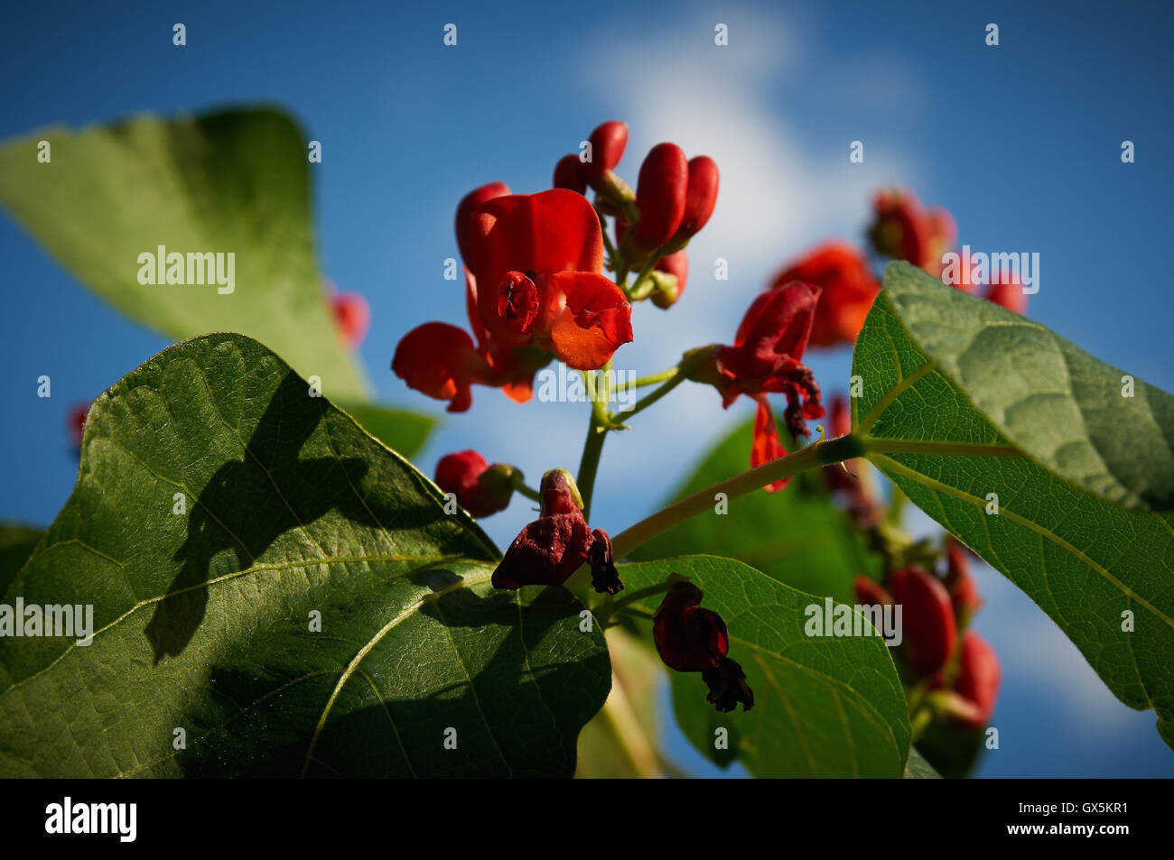 Natur in Großbritannien Stockfoto
